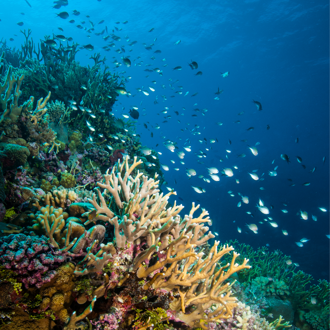 GREAT BARRIER REEF
